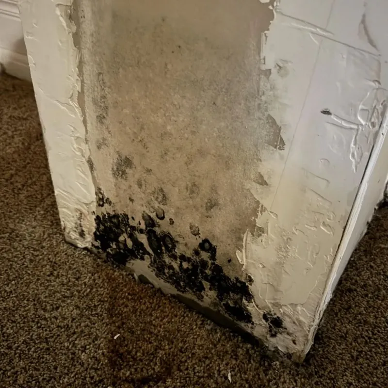 Professional Mold Removal in Church Point, LA